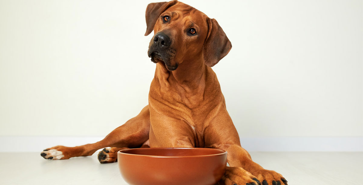 Futterumstellung Beim Hund Teaser