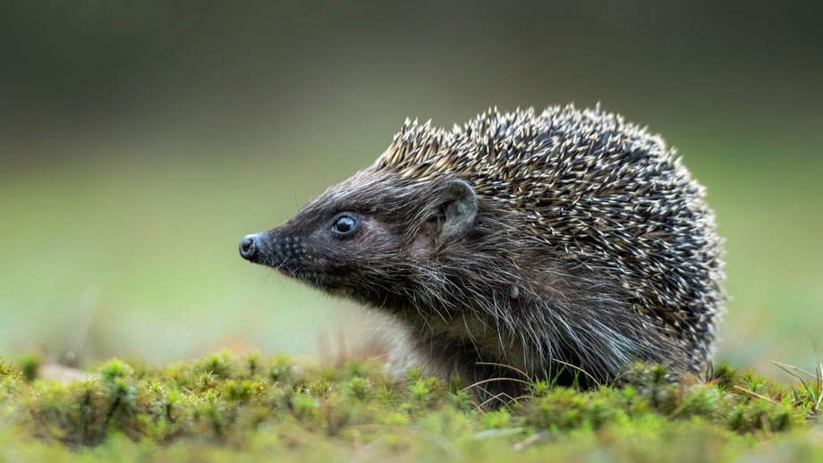 Igel Vom Aussterben Bedroht Teaser