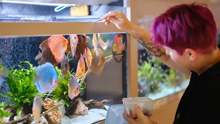 Klagenfurt Highlight 2 37d5e48b7c