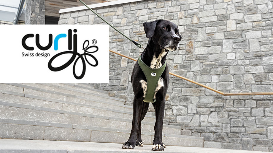 Produkttipp Curli Teaser Final