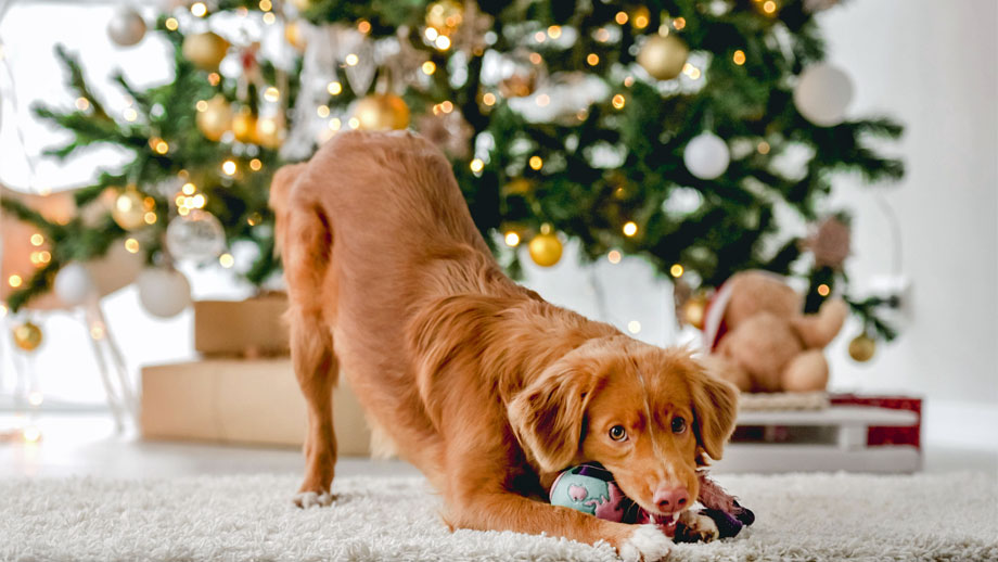 Gefahren F%c3%bcr Heimtiere Zur Weihnachtszeit Teaser