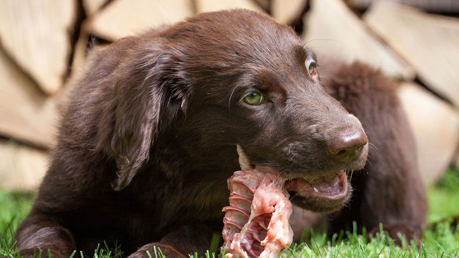 Knochenfütterung beim Hund