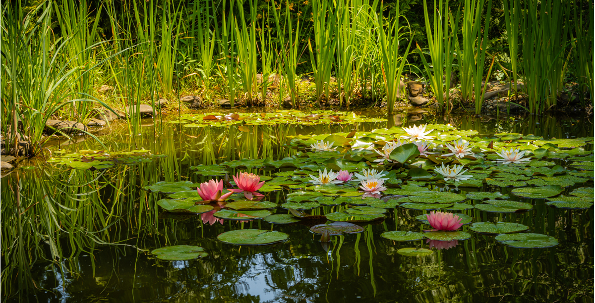 Teichschlamm Einfach Entfernen Mit Dem Teichschlammsauger Teaser