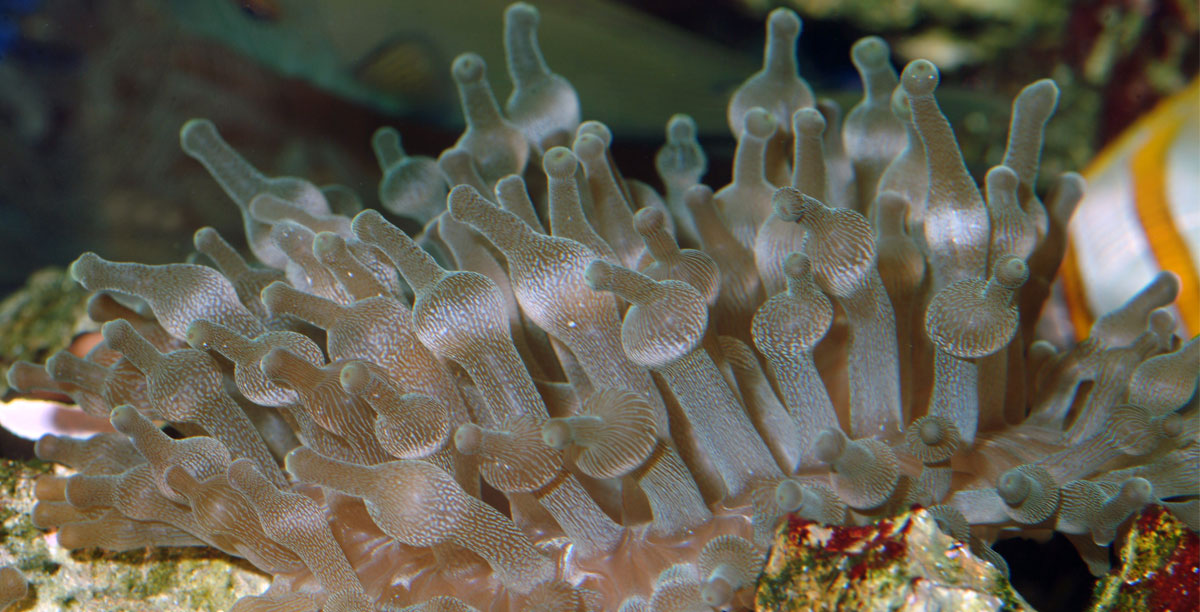 Steckbrief%20blasenanemone Entacmaea Quadricolor Teaser