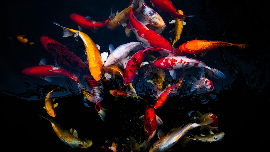 Koi Farben Und Unterarten Teaser