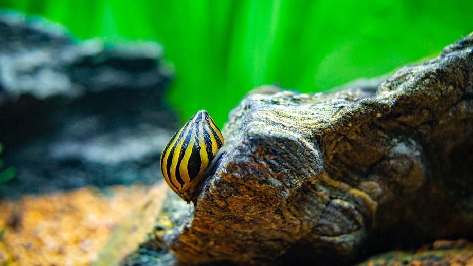 Algenfresser Fuer Das Aquarium Teaser Neu