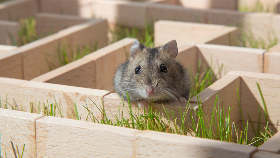 Welche Beduerfnisse Haben Hamster Teaser