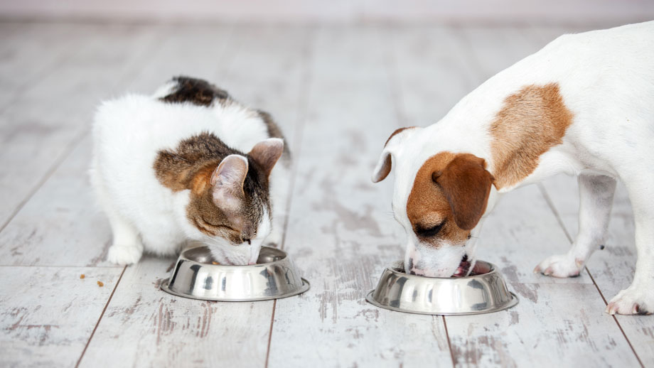 Schweinefleisch in Hunde- und Katzenfutter
