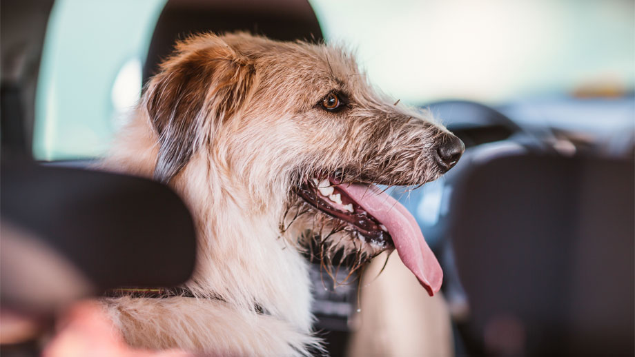 Hitzschlag Hund Teaser