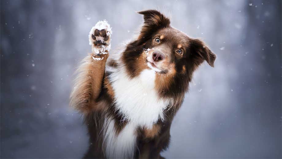 Hundepfoten vor Streusalz schützen