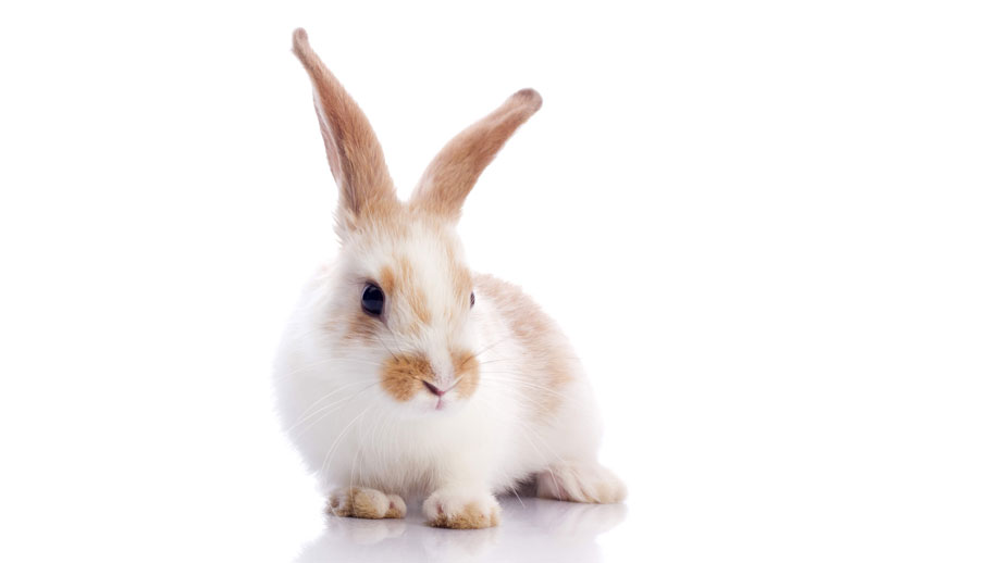 Steckbrief Zwergkaninchen Teaser