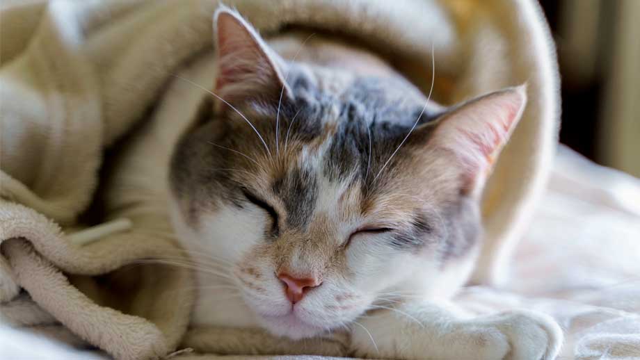 Fieber Bei Katzen Teaser