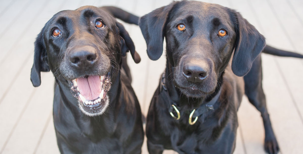 Zweithund - ja oder nein?