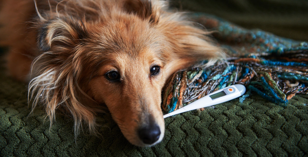 Fieber beim Hund