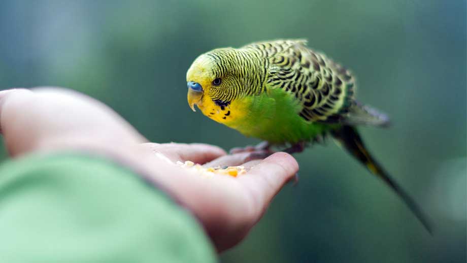 Wellensittich Z%c3%a4hmen Teaser