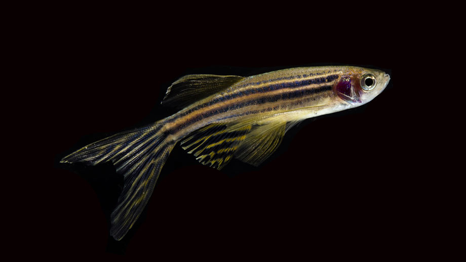 Steckbrief Zebrabaerbling Teaser