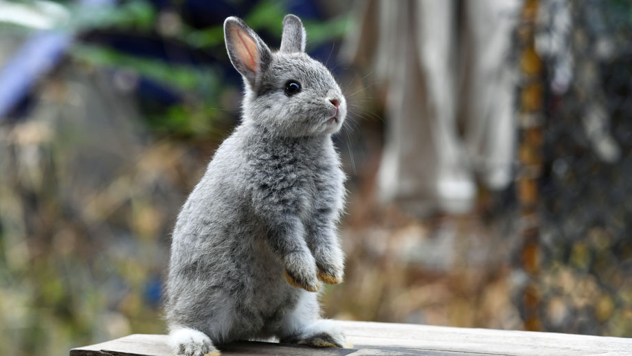 Wie Alt Werden Kaninchen Teaser