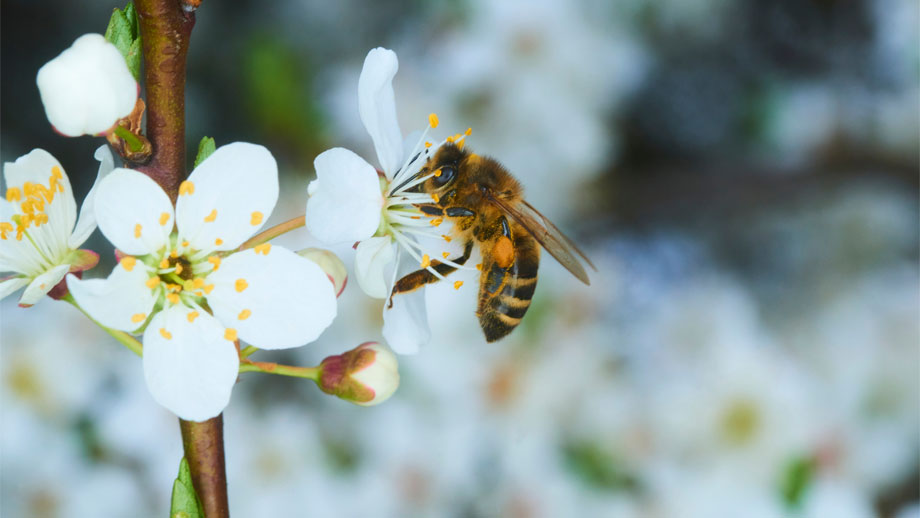Weltbienentag Teaser