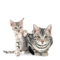 Katze Kitten Zucht Dd60ec7091