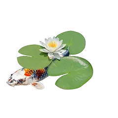 Koi Teichbau 3cd70ba624