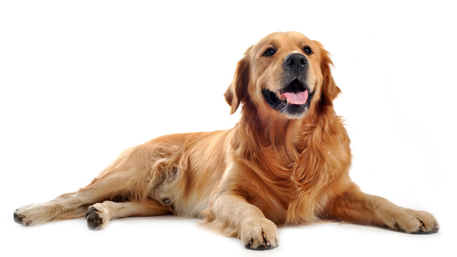 Steckbrief Golden Retriever