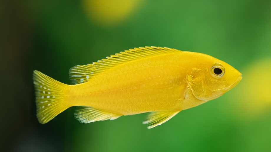 Steckbrief Labidochromis sp. Yellow Kakusa