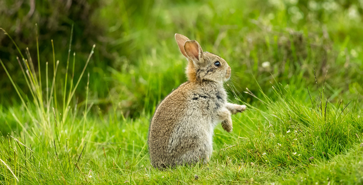 Myxomatose Kaninchenpest Bei Kaninchen Teaser%20%281%29