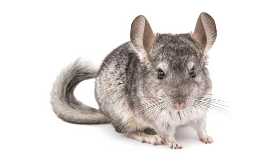 Steckbrief Chinchilla Teaser