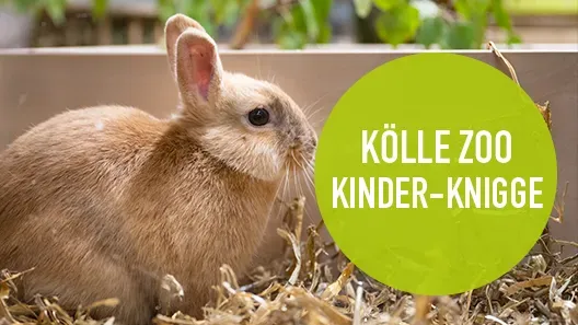 Kinderfuehrung Footer Highlight Faq 86355d3b41