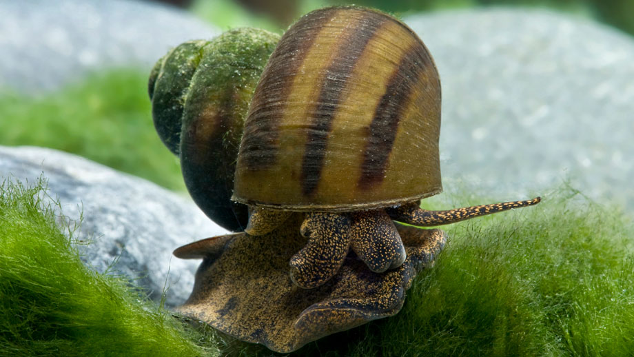 Steckbrief Sumpfdeckelschnecke Teaser