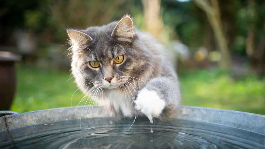 Koennen Katzen Schwimmen Teaser