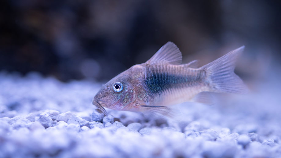 Steckbrief Corydoras aeneus