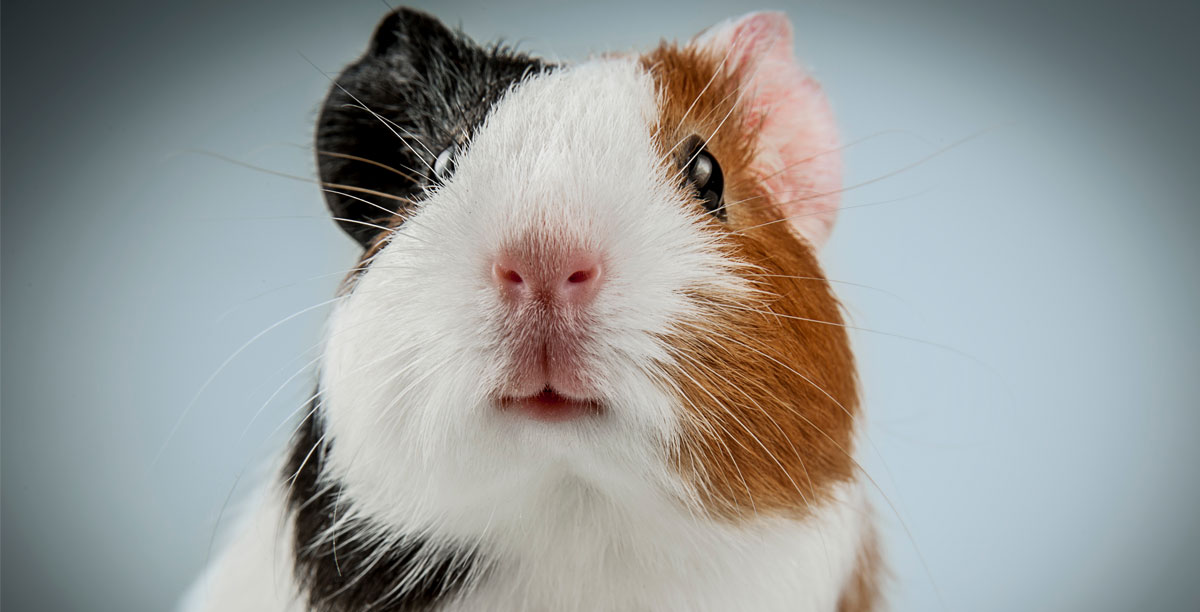 Wie Alt Werden Meerschweinchen Teaser