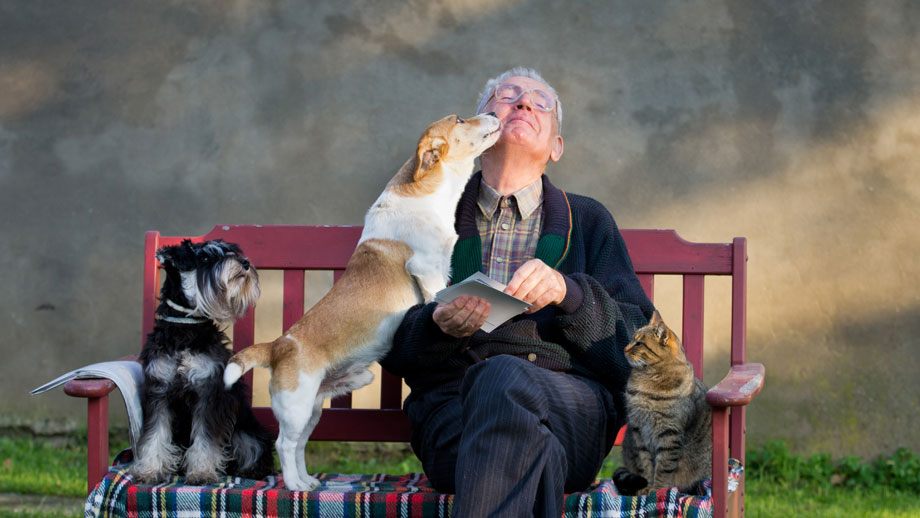 Hunde für Senioren