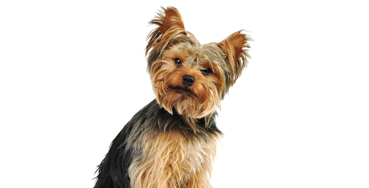 Steckbrief Yorkshire Terrier