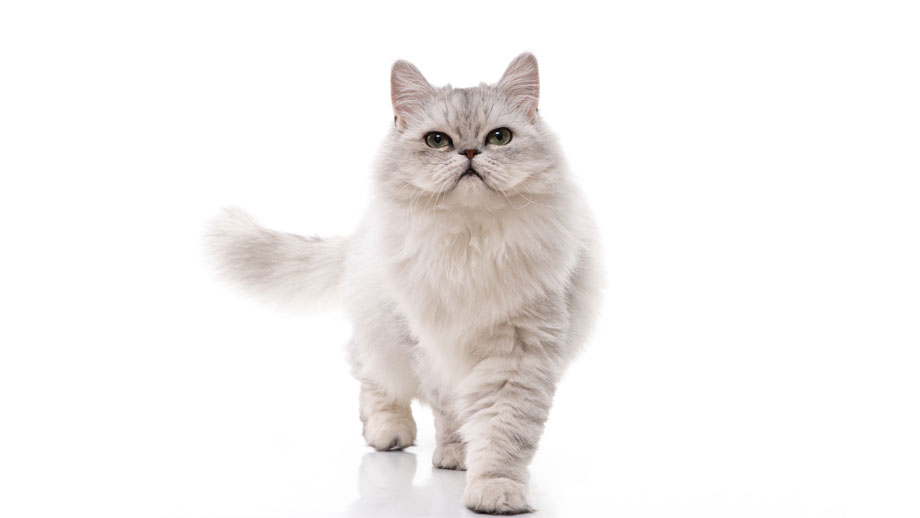 Steckbrief Perserkatze