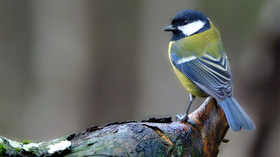 Heimische Gartenvoegel Teaser