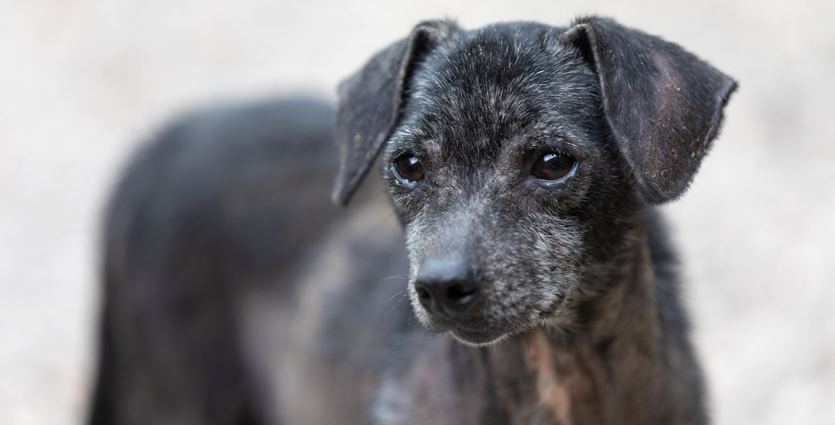 Leishmaniose beim Hund