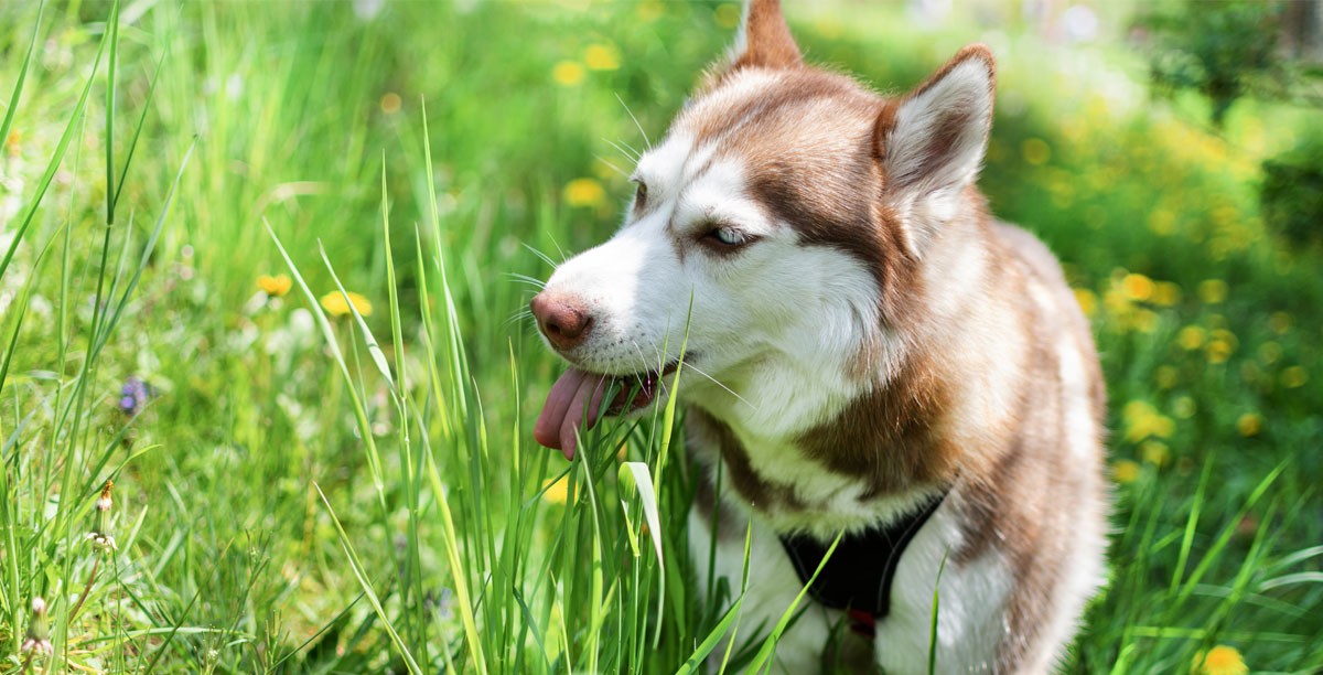 Hund frisst Gras – das steckt dahinter 