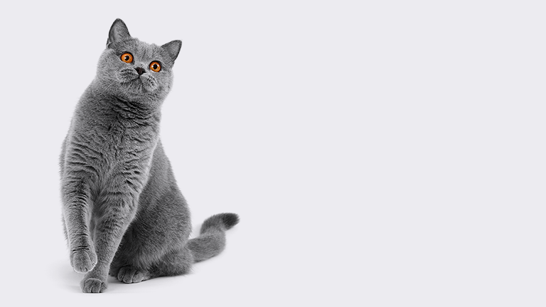 Faq Banner Footer Hell%20 %20erlebnism%c3%a4rkte%20mobile