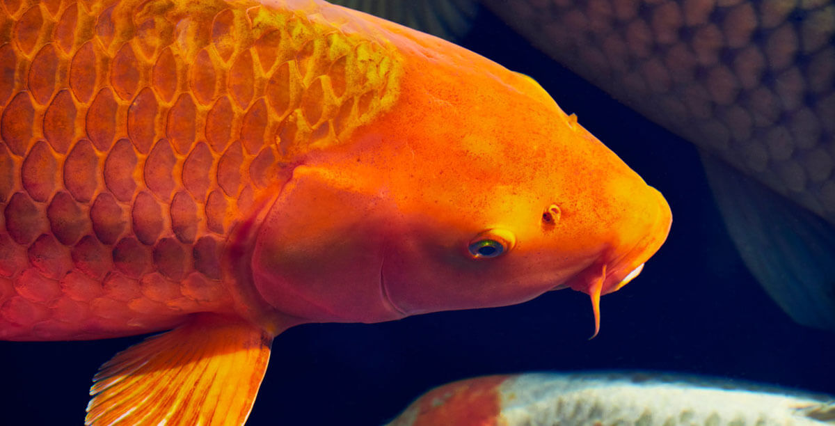 Koi Futter Infos Fuer Gesunde Und Farbenpraechtige Fische Teaser