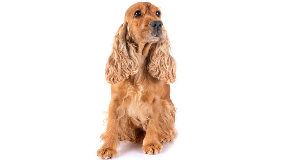 Steckbrief Englischer Cocker Spaniel