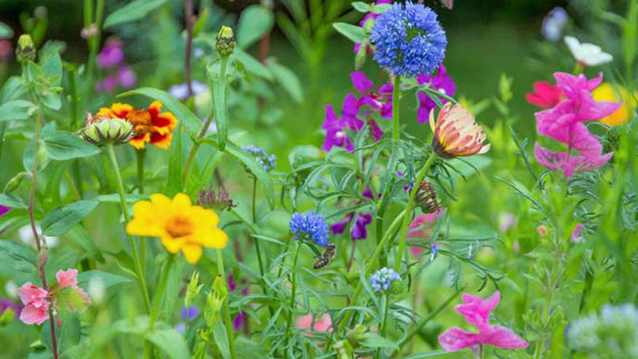 Blumenwiese Teaser Jpg