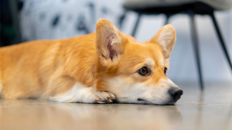 Patellaluxation Beim Hund Teaser