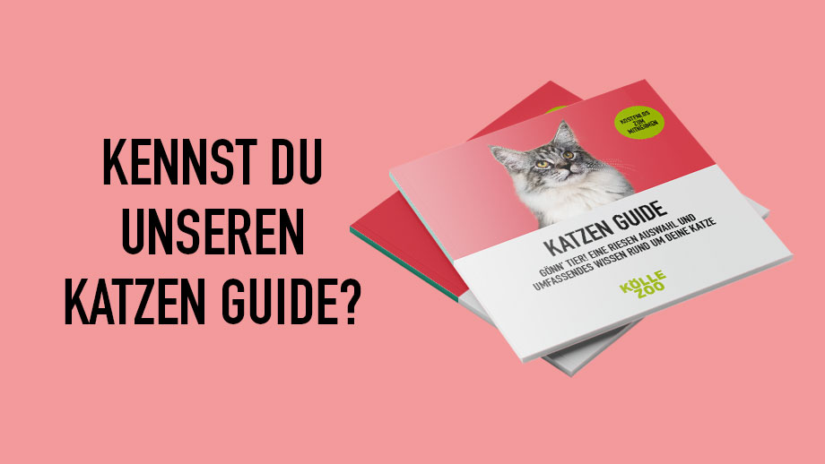 Unser Neuer Katzen Guide Ist Da Teaser 1
