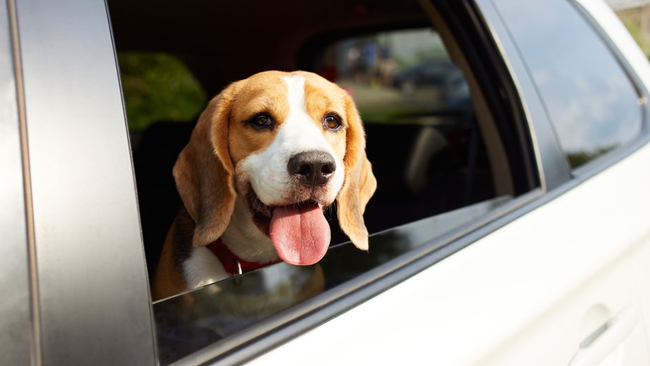 Autofahren mit Hund – so kannst Du Deinen Hund sicher im Auto transportieren