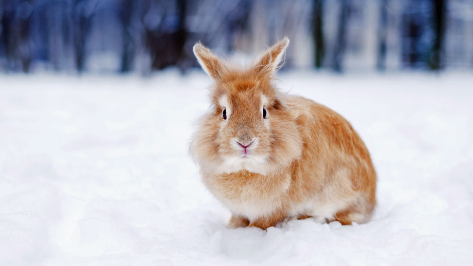 Kaninchen Im Winter Teaser2
