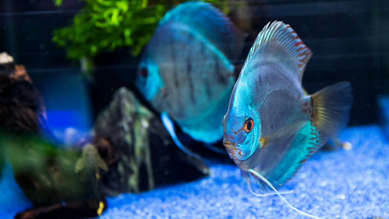 Balingen Highlight Sw