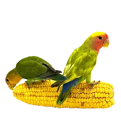 Vogel Ernaehrung 6e79e270a7