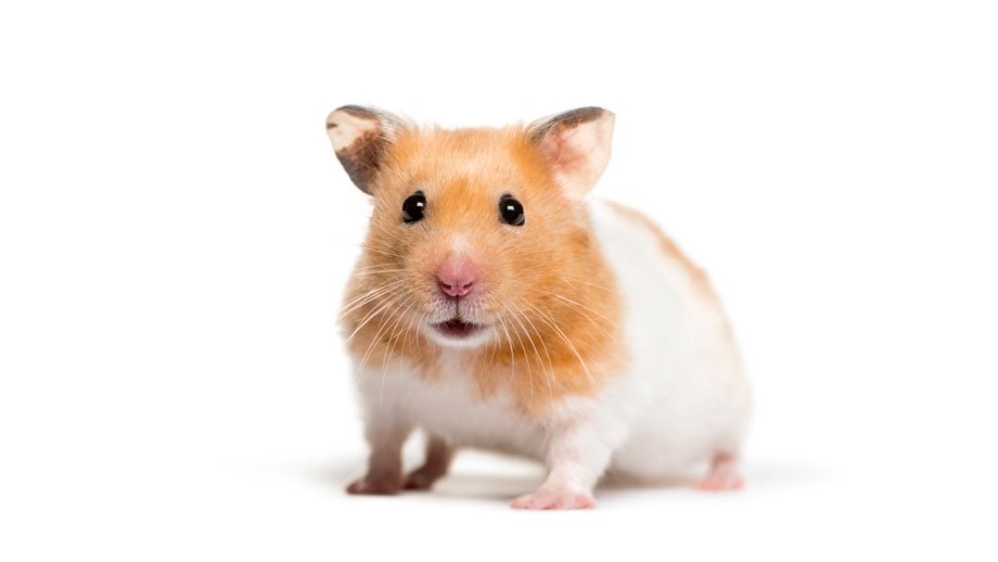 Steckbrief Goldhamster Teaser Neu